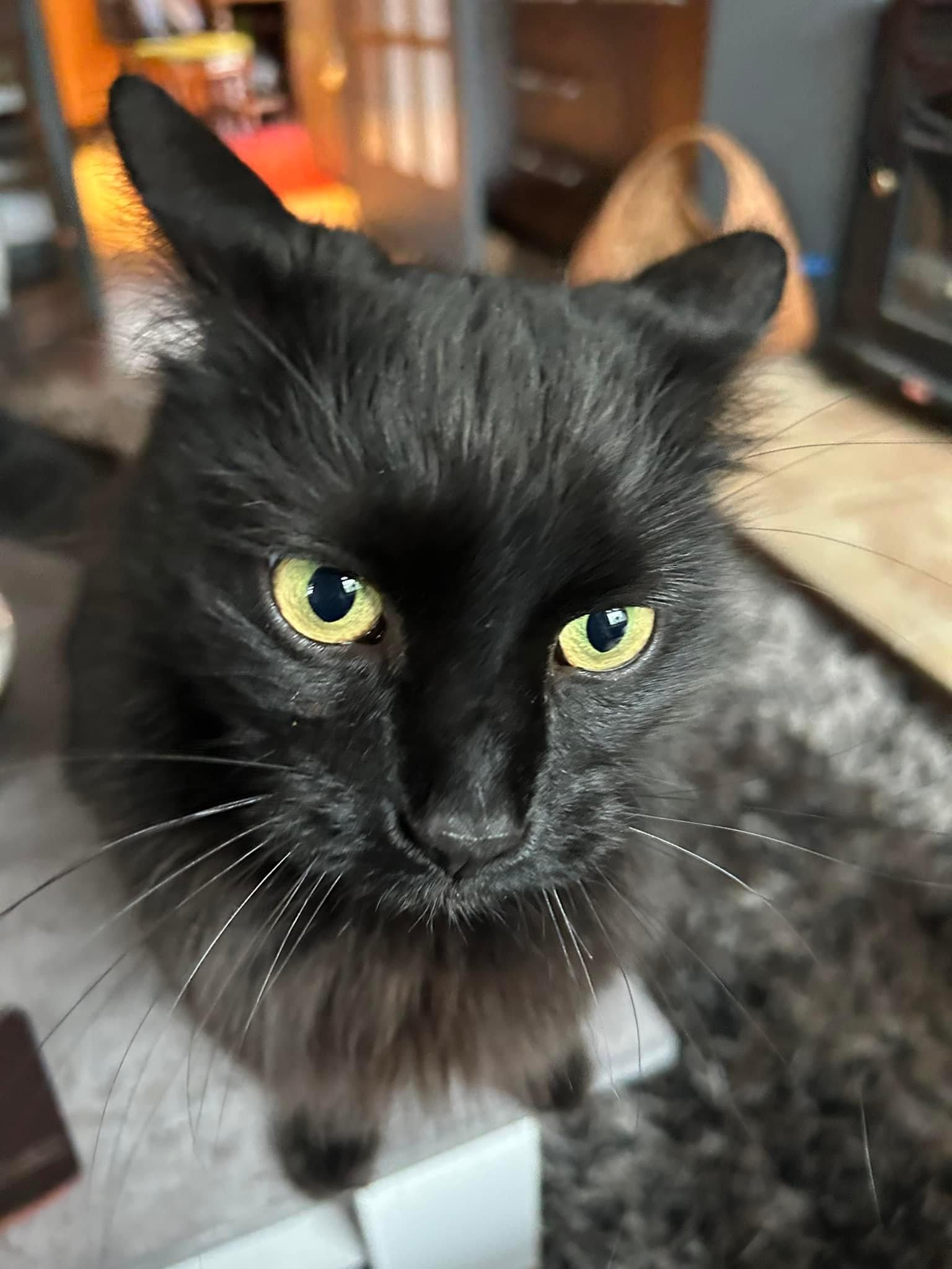 Happy pet (placeholder)